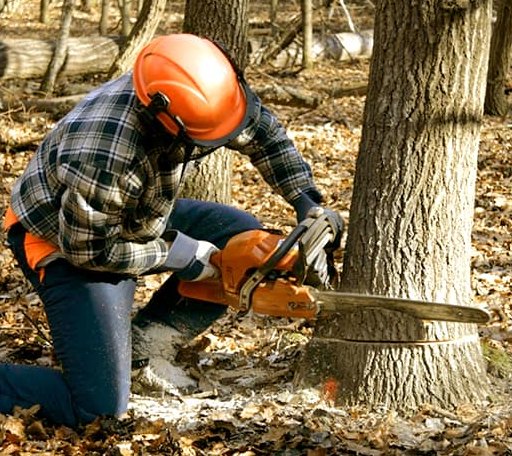 Tree Removal in Barhamsville, VA